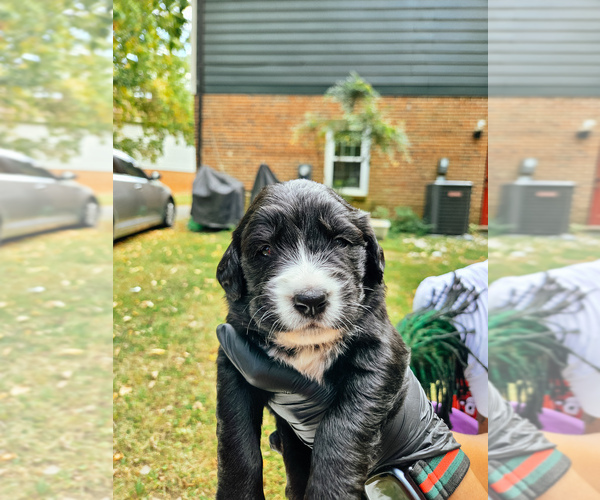 Medium Photo #1 Golden Mountain Dog Puppy For Sale in CHARLOTTE, NC, USA