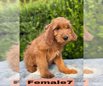 Small #21 Goldendoodle (Miniature)