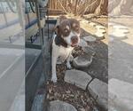 Small American Staffordshire Terrier Mix