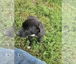Small #4 Border Collie-Mastiff Mix