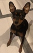 Small Photo #26 Miniature Pinscher Puppy For Sale in BULGER, PA, USA