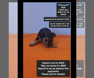 Yorkipoo Puppy for sale in TUCSON, AZ, USA