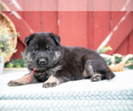 Small Photo #21 German Shepherd Dog Puppy For Sale in PARKESBURG, PA, USA