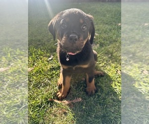 Rottweiler Puppy for sale in SAN JOSE, CA, USA