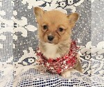 Puppy 5 Pembroke Welsh Corgi