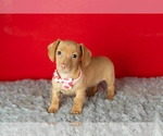 Small #1 Dachshund