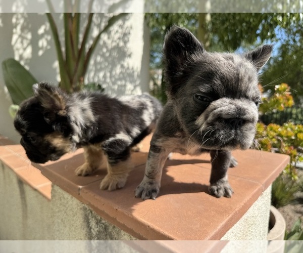 Medium Photo #2 French Bulldog Puppy For Sale in SAN DIEGO, CA, USA
