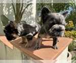 Small #1 French Bulldog