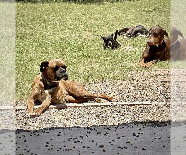 Medium Photo #2 Boxer Puppy For Sale in Dumont, NJ, USA