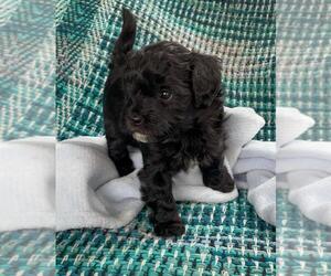 Goldendoodle-Zuchon Mix Puppy for sale in GREEN BAY, WI, USA