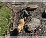 Small #9 Goldendoodle-Poodle (Miniature) Mix