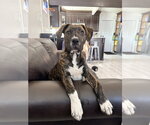 Small #13 Boxer Mix