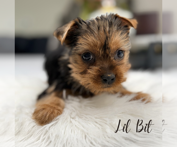Medium Photo #13 Yorkshire Terrier Puppy For Sale in ADDISON, IL, USA