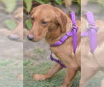 Small #1 Golden Retriever Mix