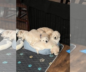 Golden Retriever Puppy for sale in LIVERMORE, CA, USA