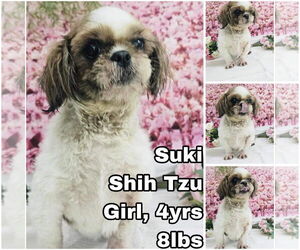 Shih Tzu Dogs for adoption in Seattle, WA, USA