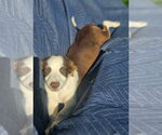 Small #3 Australian Shepherd-Chihuahua Mix