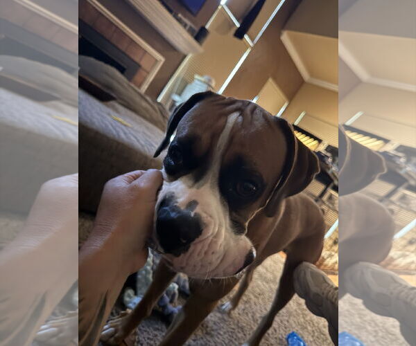 Medium Photo #4 Boxer Puppy For Sale in  Katy, TX, USA