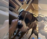 Small #3 Boxer