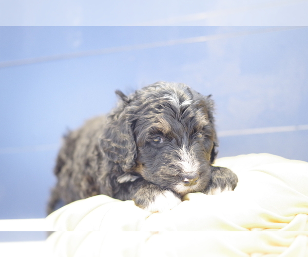 Medium Photo #8 Bernedoodle Puppy For Sale in GREAT FALLS, MT, USA