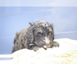 Small Photo #8 Bernedoodle Puppy For Sale in GREAT FALLS, MT, USA