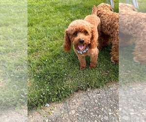 Mother of the Cavapoo puppies born on 05/24/2025