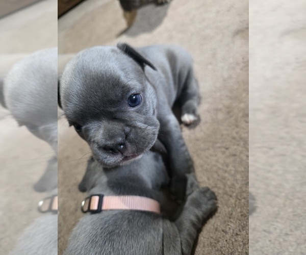 Medium Photo #11 French Bulldog Puppy For Sale in BLANCA, CO, USA