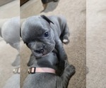 Small #10 French Bulldog