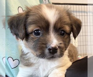 ShiChi Dogs for adoption in Plainfield, IL, USA