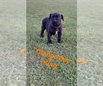 Small #6 Cane Corso