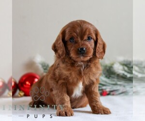 Cavapoo Puppy for sale in LITITZ, PA, USA