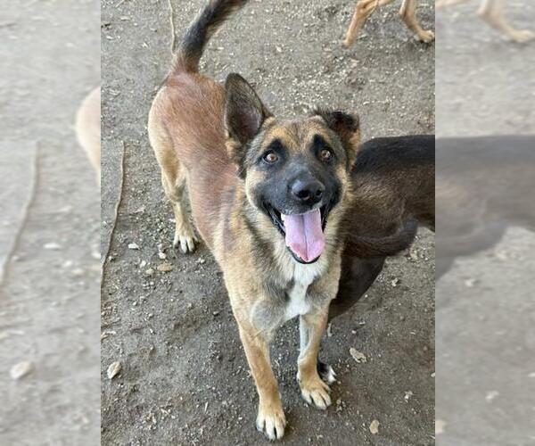 Medium Photo #3 German Shepherd Dog Puppy For Sale in Riverside, CA, USA