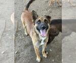 Small #2 German Shepherd Dog