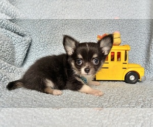 Chihuahua Puppy for sale in NEWVILLE, PA, USA