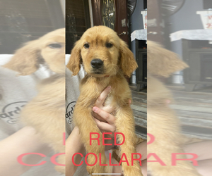 Golden Retriever Puppy for Sale in BLOOMBURG, Texas USA