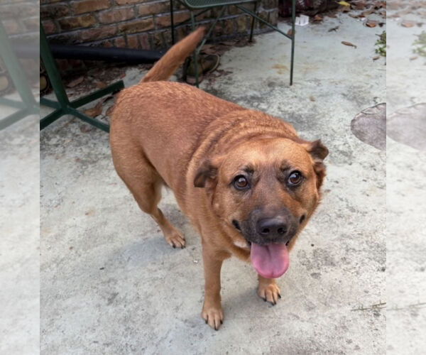 Medium Photo #1 Black Mouth Cur Puppy For Sale in Mobile, AL, USA