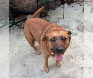 Black Mouth Cur Dogs for adoption in Mobile, AL, USA