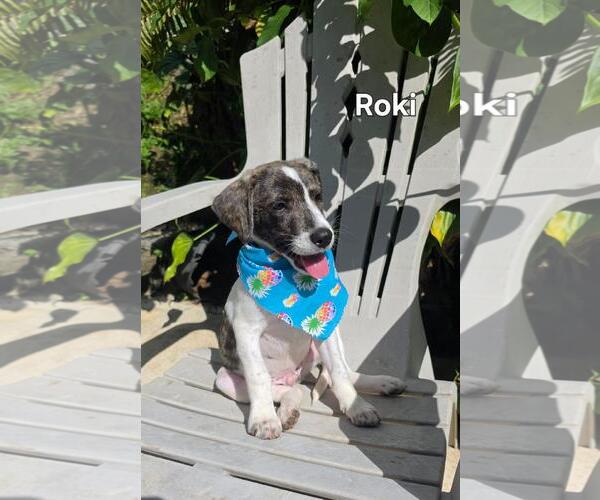 Medium Photo #1 Beagle-Catahoula Leopard Dog Mix Puppy For Sale in Virginia Beach, VA, USA
