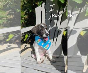 Beagle-Catahoula Leopard Dog Mix Dogs for adoption in Virginia Beach, VA, USA