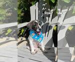 Small Beagle-Catahoula Leopard Dog Mix