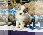 Small Miniature Australian Shepherd
