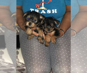Yorkshire Terrier Puppy for sale in KENMORE, NY, USA