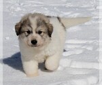 Small Great Pyrenees