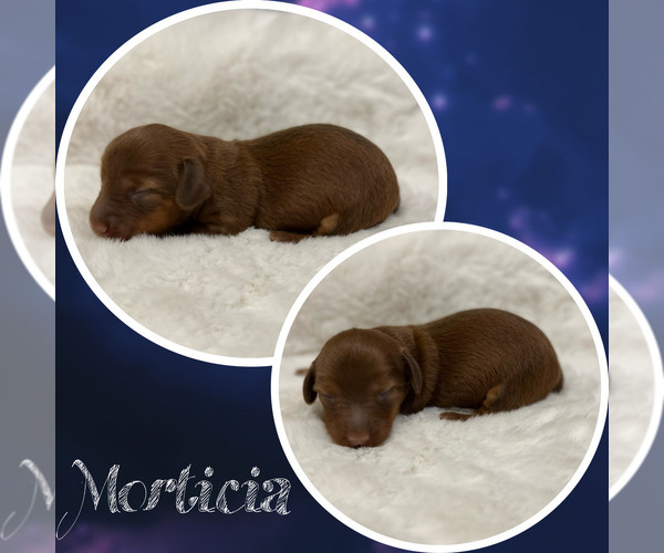 Medium Photo #1 Dachshund Puppy For Sale in DE KALB, TX, USA