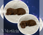 Small Photo #1 Dachshund Puppy For Sale in DE KALB, TX, USA