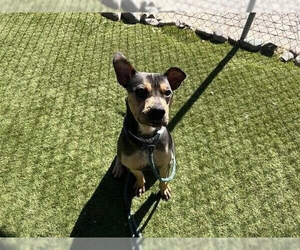 Medium Photo #3 Rus-A-Pei Puppy For Sale in Chandler, AZ, USA