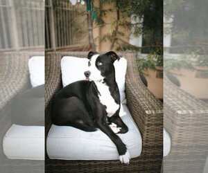 Blue - Female American Staffordshire Terrier-Siberian Husky Mix Dog for Adoption - Photo #4