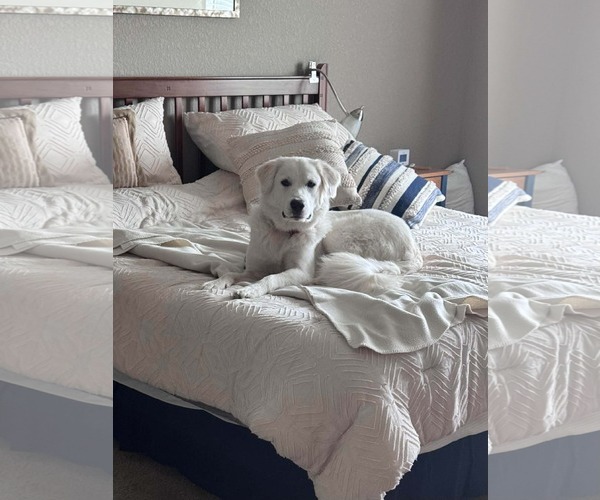 Medium Photo #1 Golden Pyrenees Puppy For Sale in Minneapolis, MN, USA