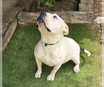 Small #6 Bulldog