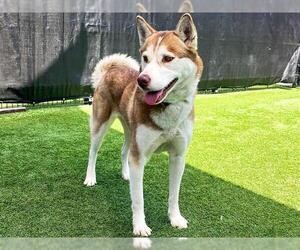 Siberian Husky Dogs for adoption in Orange, CA, USA